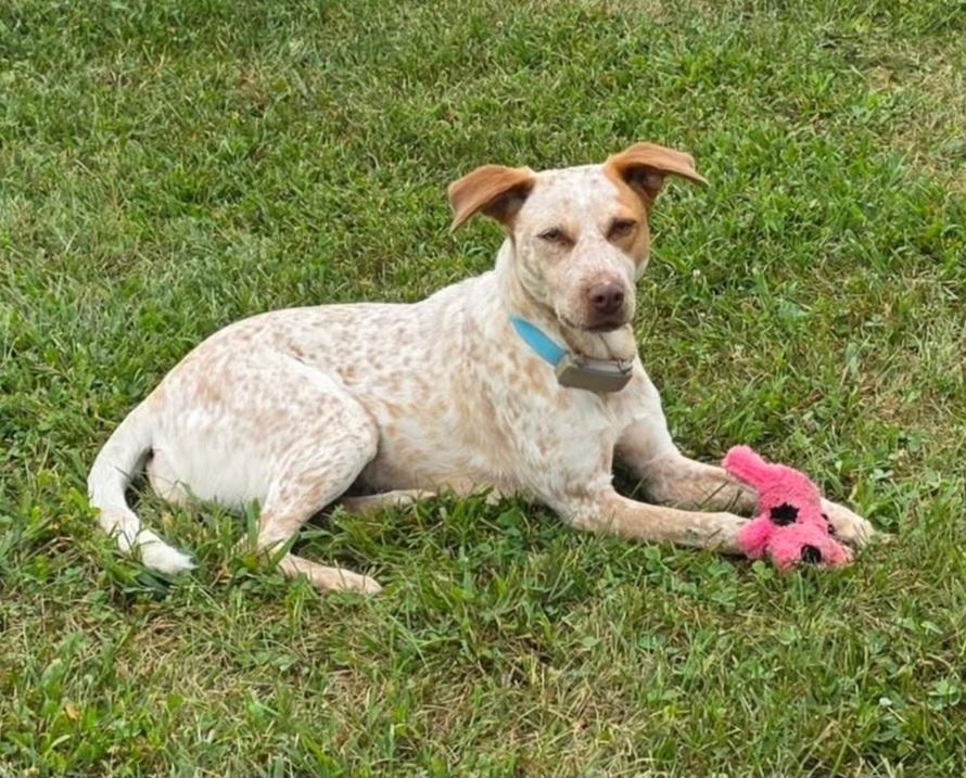 Enlarge Freya, a Adoptable Australian Cattle Dog / Blue Heeler in merrillville, IN image 2/5