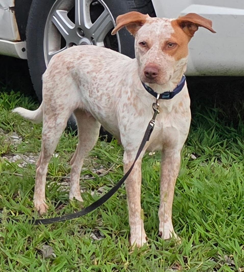 Enlarge Freya, a Adoptable Australian Cattle Dog / Blue Heeler in merrillville, IN image 3/5