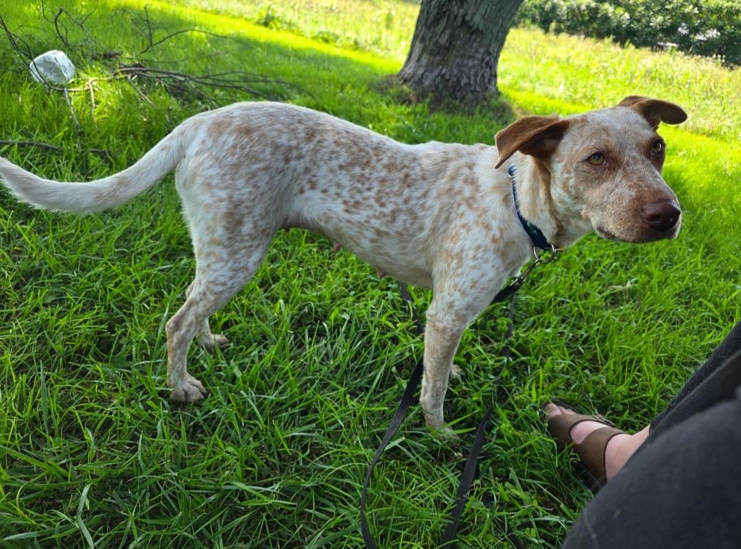 Enlarge Freya, a Adoptable Australian Cattle Dog / Blue Heeler in merrillville, IN image 5/5