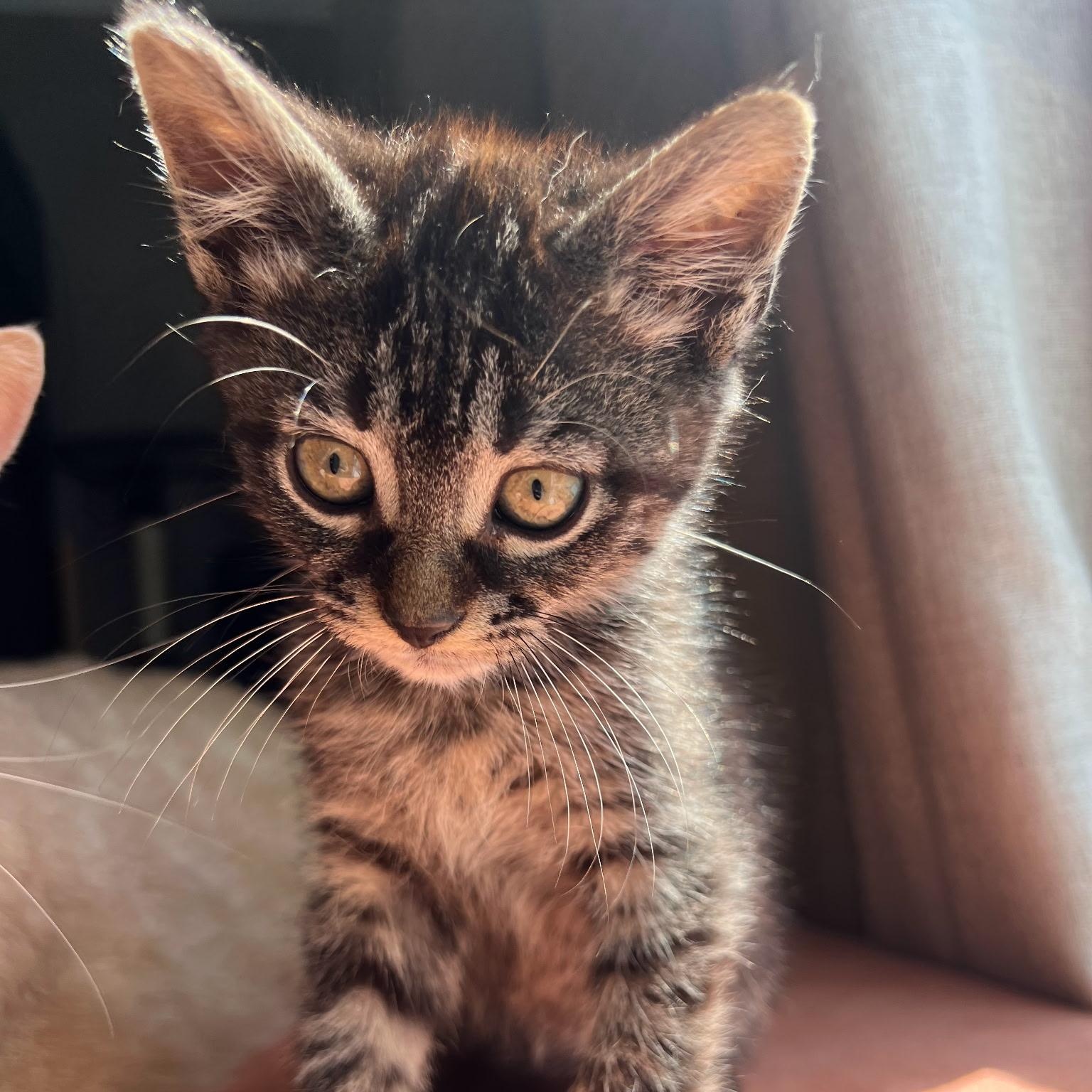 Boo, a Adoptable Domestic Short Hair in Gastonia, NC image 1/3