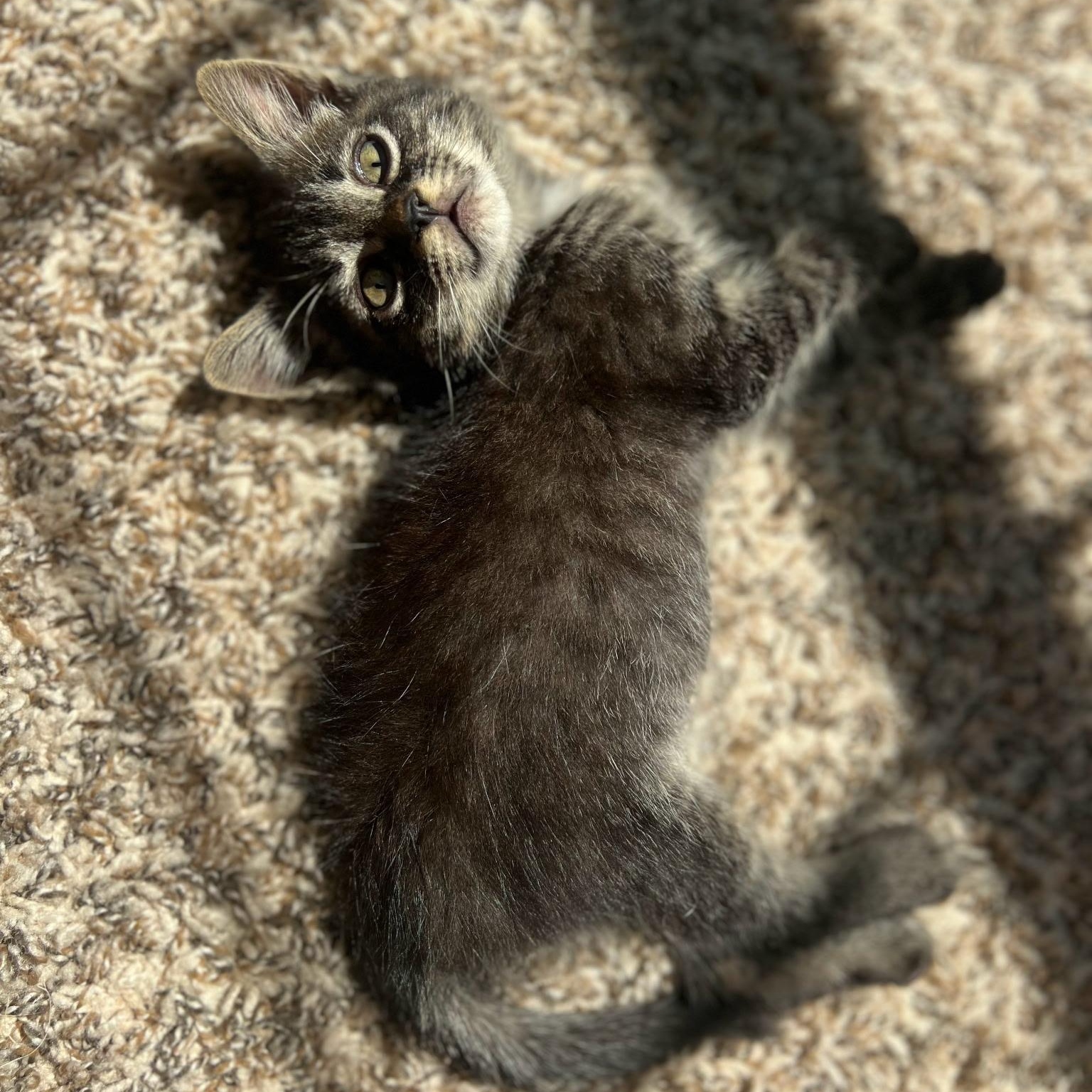 Boo, a Adoptable Domestic Short Hair in Gastonia, NC image 2/3