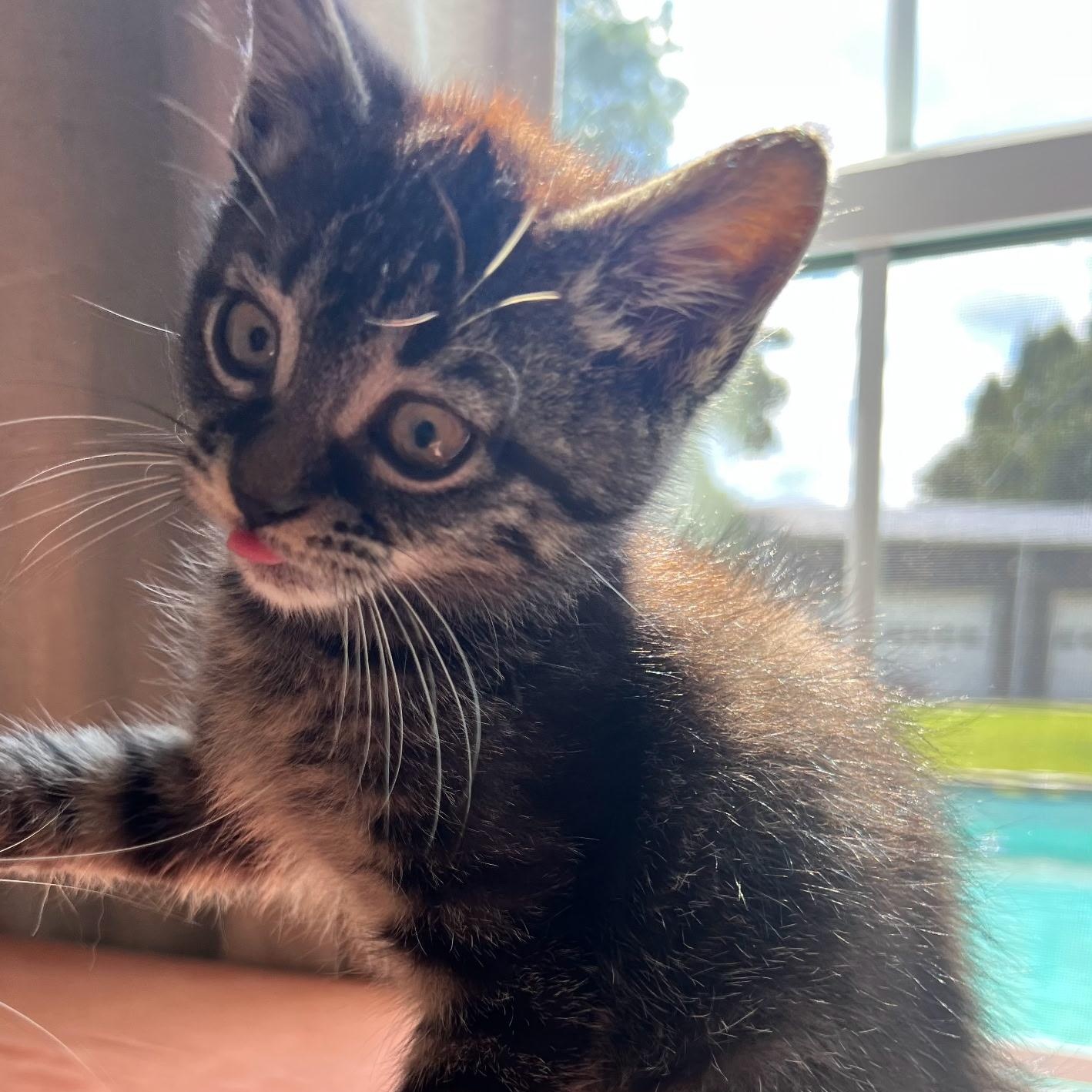 Boo, a Adoptable Domestic Short Hair in Gastonia, NC image 3/3