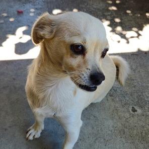 Blazy, Adoptable, Adult Female Chihuahua.