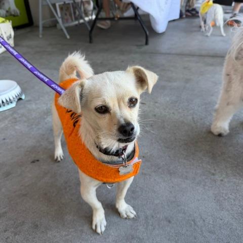 Enlarge Blazy, a Adoptable Chihuahua in Pacifica, CA image 1/6