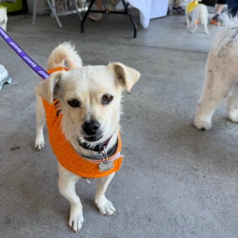 Enlarge Blazy, a Adoptable Chihuahua in Pacifica, CA image 2/6