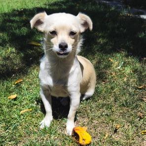 Enlarge Blazy, a Adoptable Chihuahua in Pacifica, CA image 2/5