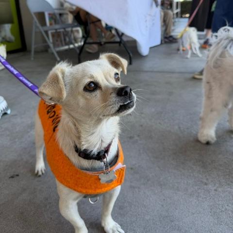 Enlarge Blazy, a Adoptable Chihuahua in Pacifica, CA image 3/6