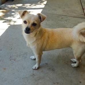 Enlarge Blazy, a Adoptable Chihuahua in Pacifica, CA image 3/5