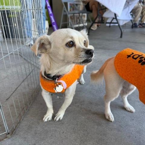 Enlarge Blazy, a Adoptable Chihuahua in Pacifica, CA image 4/6
