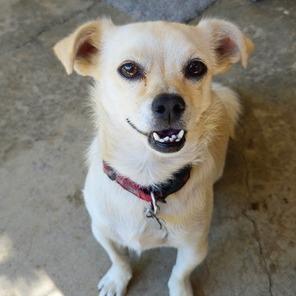 Enlarge Blazy, a Adoptable Chihuahua in Pacifica, CA image 4/5