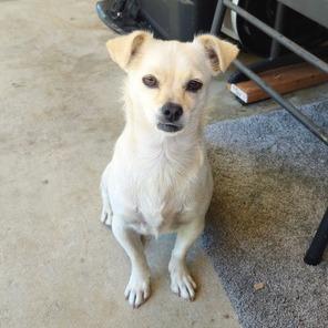 Enlarge Blazy, a Adoptable Chihuahua in Pacifica, CA image 5/5