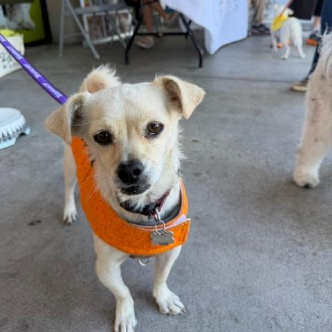 Enlarge Blazy, a Adoptable Chihuahua in Pacifica, CA image 6/6