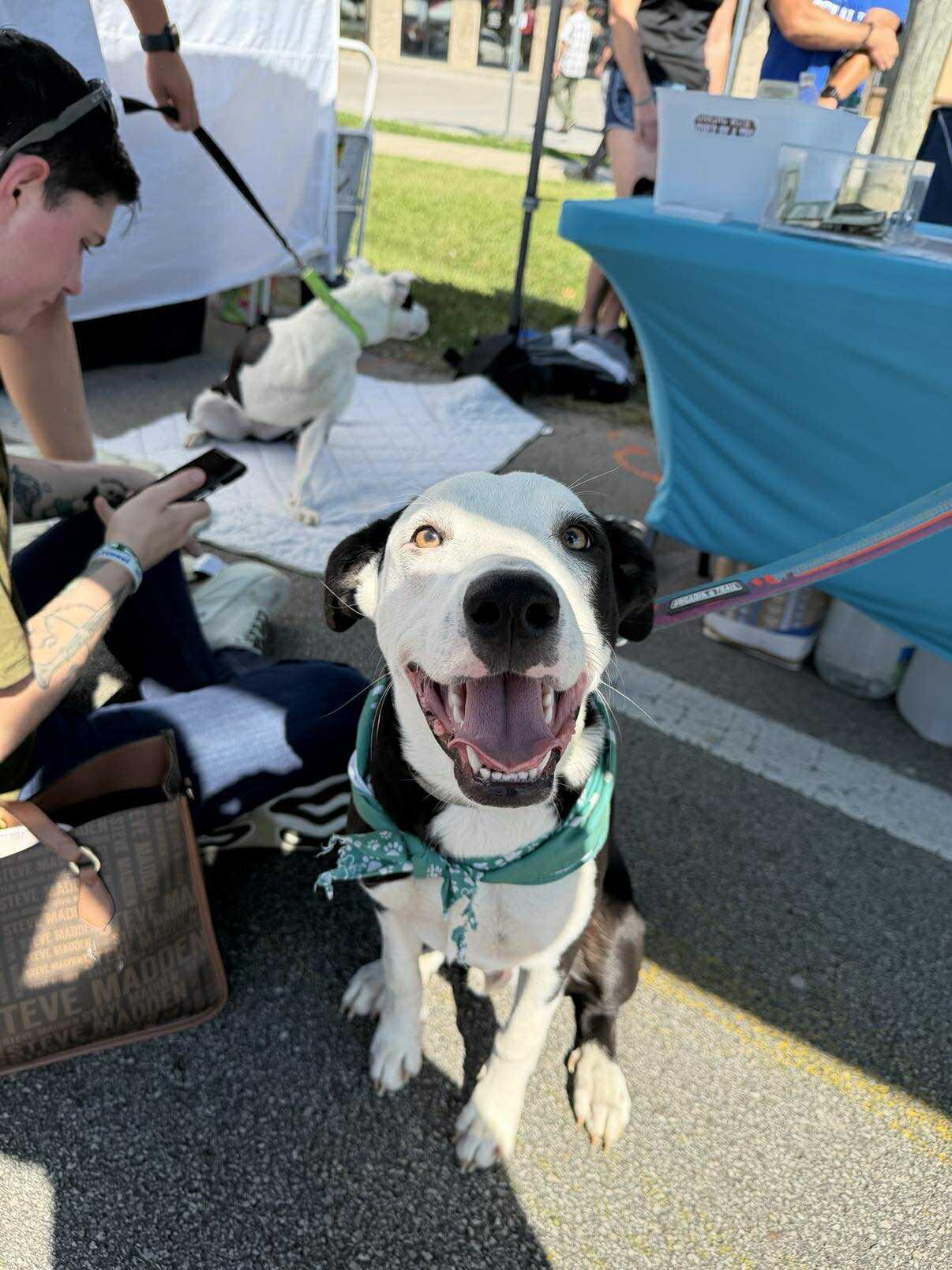 Charlie, a Adoptable Mixed Breed in Lexington, KY image 1/6