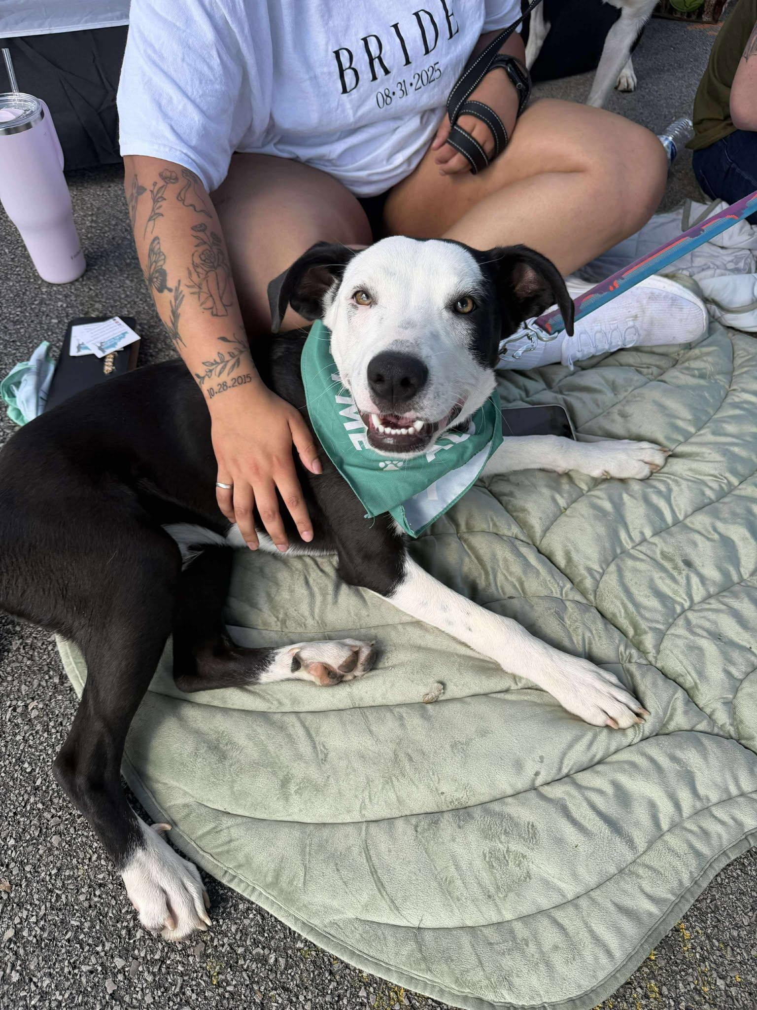 Charlie, a Adoptable Mixed Breed in Lexington, KY image 2/6