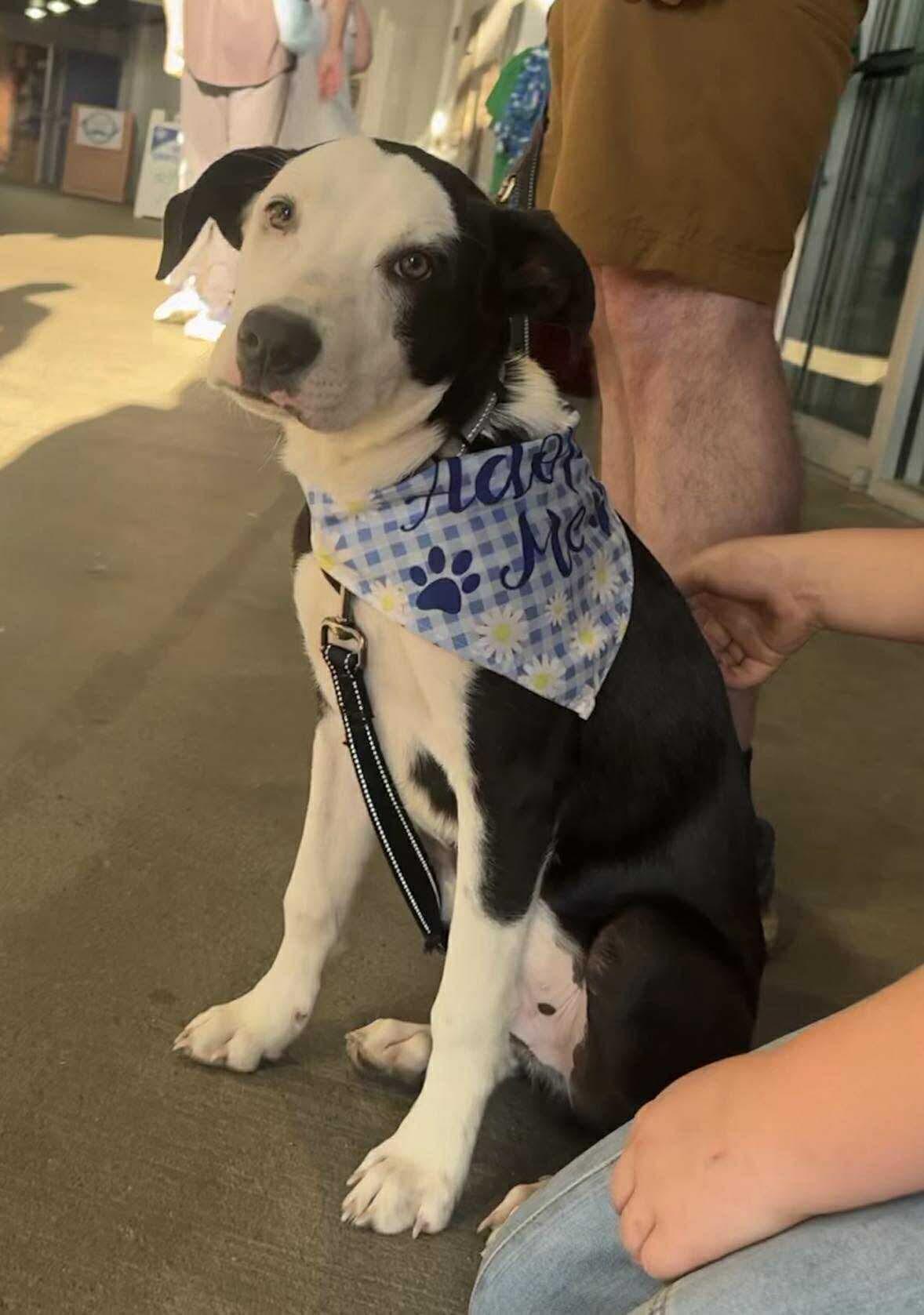 Charlie, a Adoptable Mixed Breed in Lexington, KY image 3/6