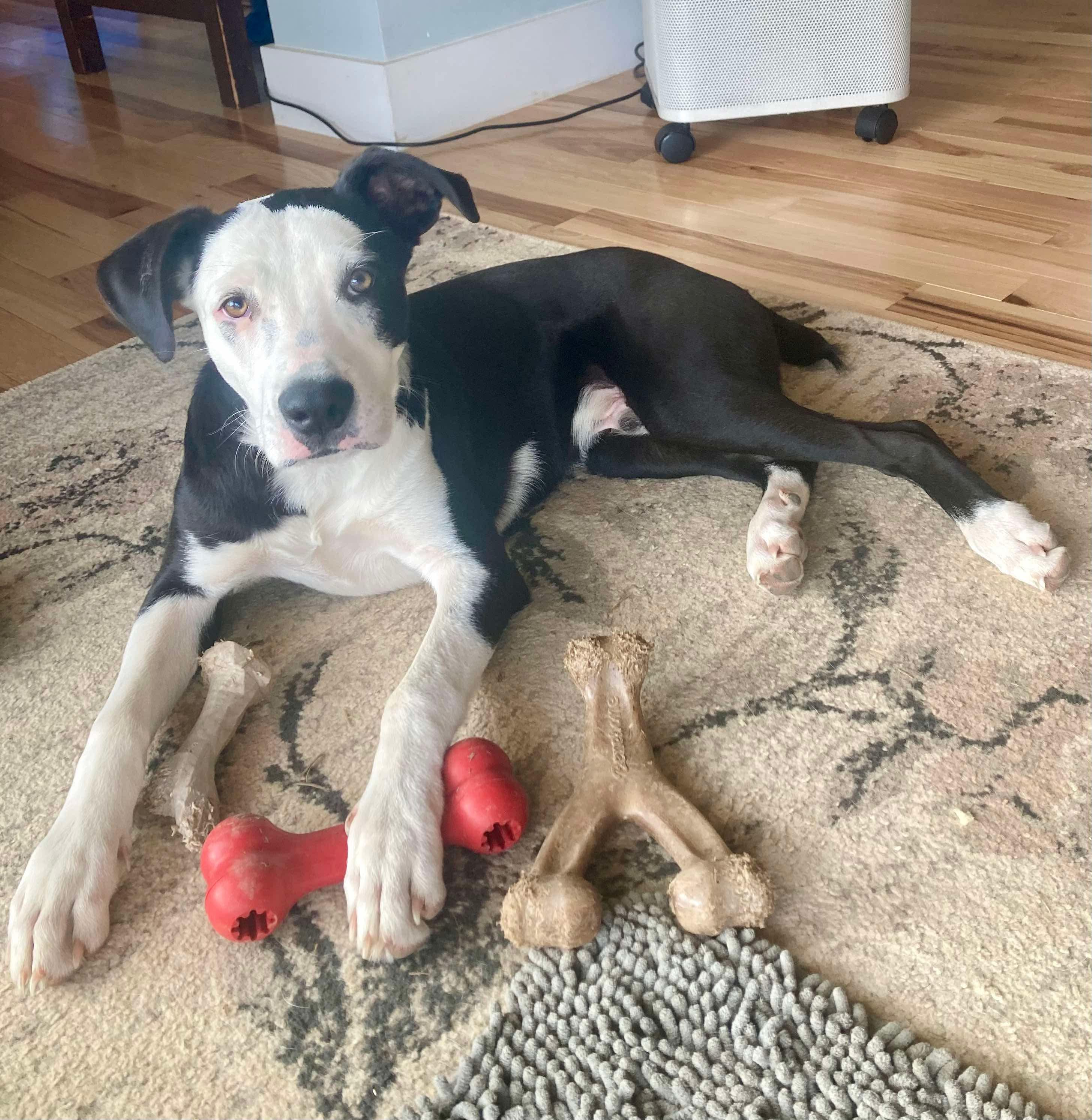 Charlie, a Adoptable Mixed Breed in Lexington, KY image 4/6