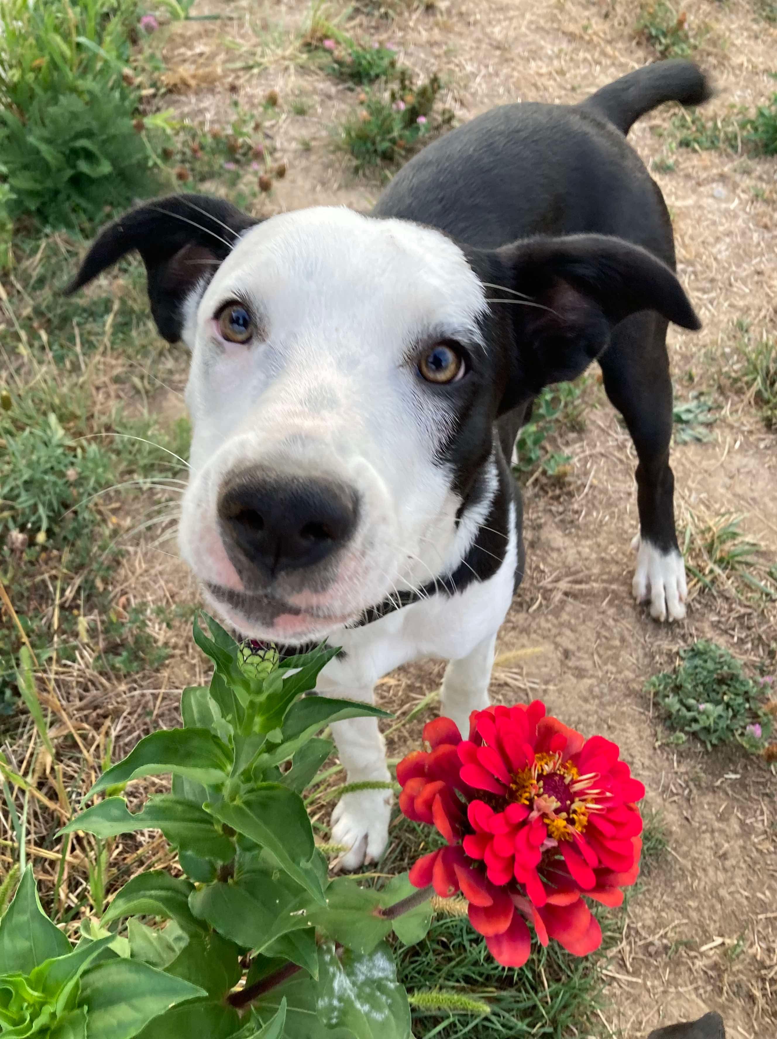 Charlie, a Adoptable Mixed Breed in Lexington, KY image 5/6