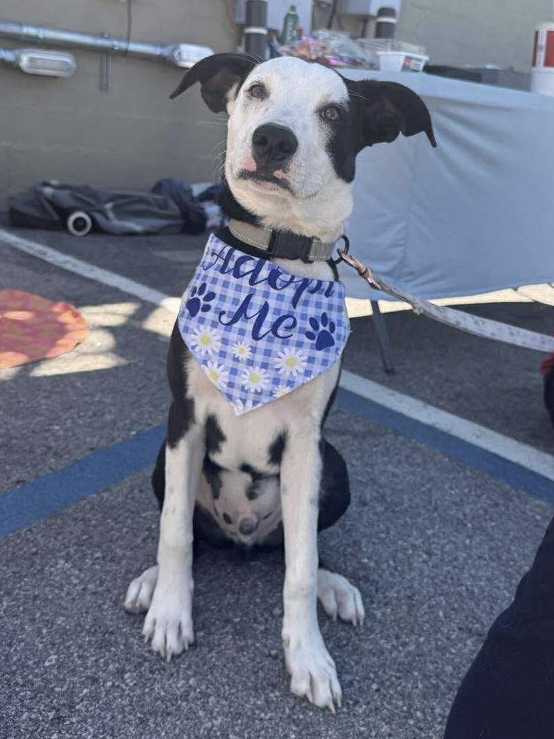Charlie, a Adoptable Mixed Breed in Lexington, KY image 6/6