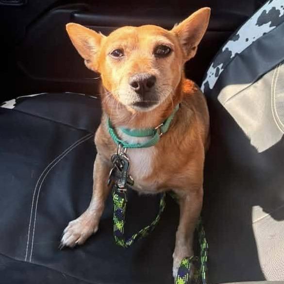 Walter, Adopted, Senior Male Jack Russell Terrier & Mixed Breed.