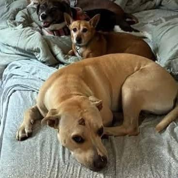 Enlarge Walter, a Adopted mixed breed in Avon, OH image 2/6