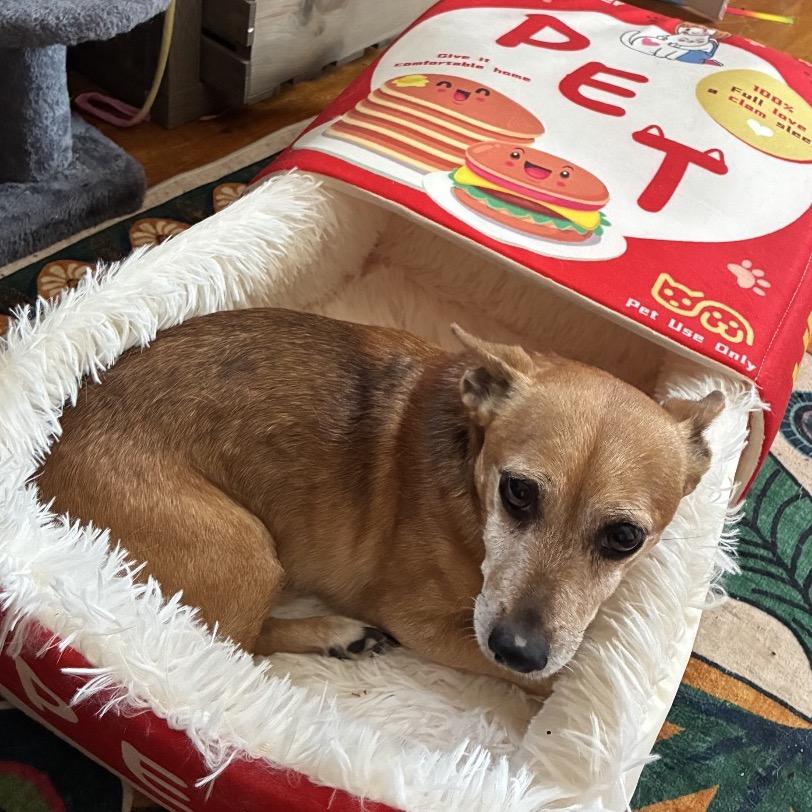 Enlarge Walter, a Adopted mixed breed in Avon, OH image 3/6