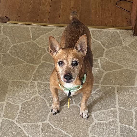 Enlarge Walter, a Adopted mixed breed in Avon, OH image 5/6