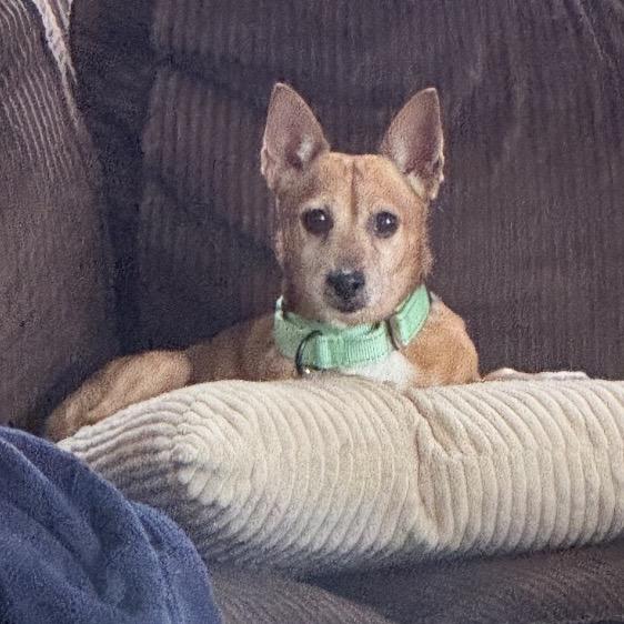 Enlarge Walter, a Adopted mixed breed in Avon, OH image 6/6