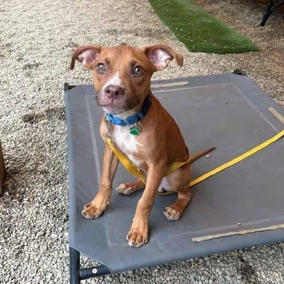 Enlarge Tater, a Adoptable mixed breed in Grafton, OH image 3/4