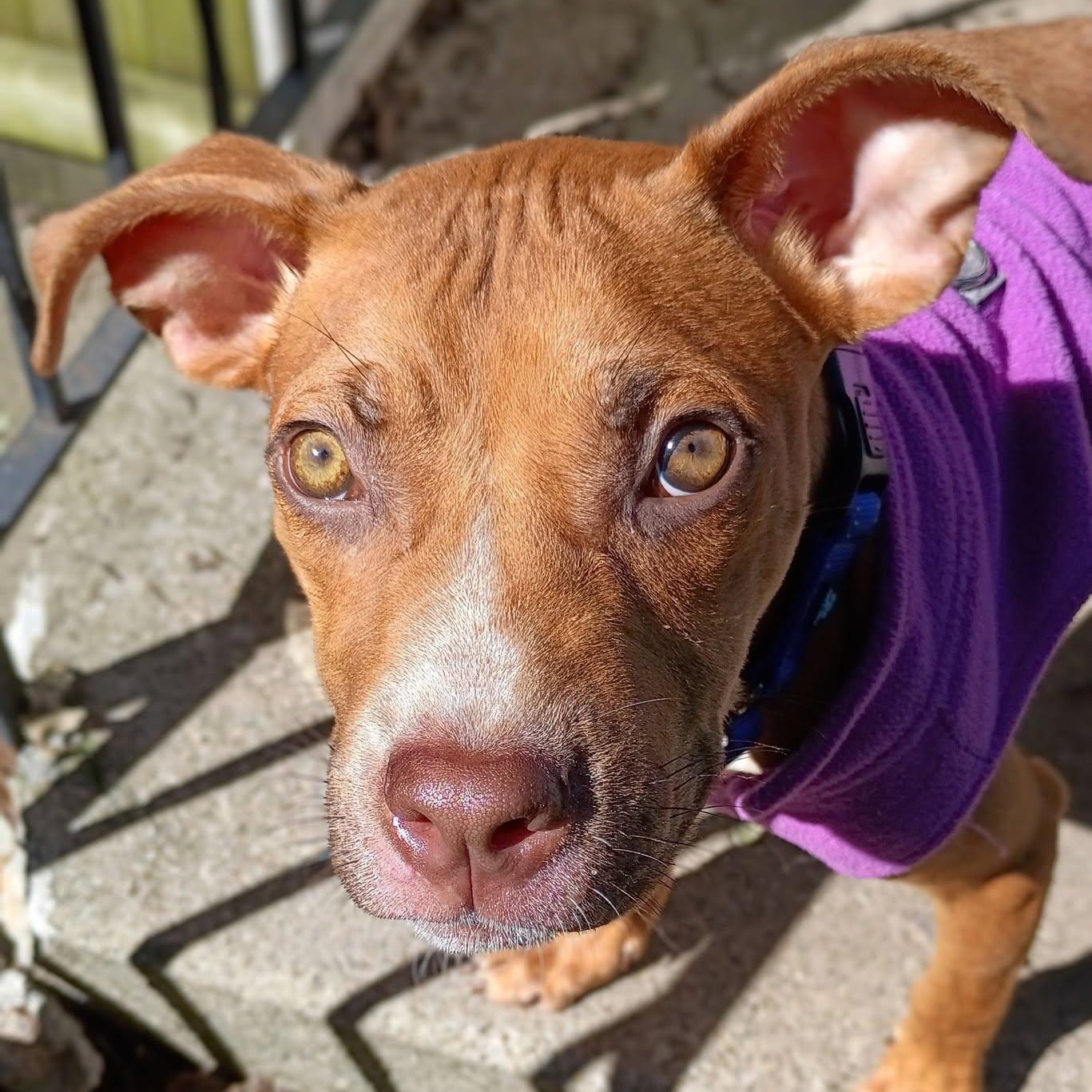 Enlarge Tater, a Adoptable mixed breed in Grafton, OH image 4/4