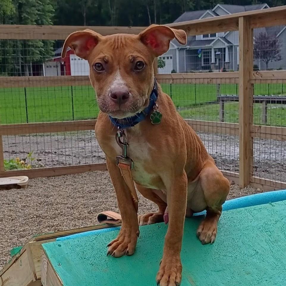 Enlarge Tater, a Adoptable mixed breed in Grafton, OH image 1/4