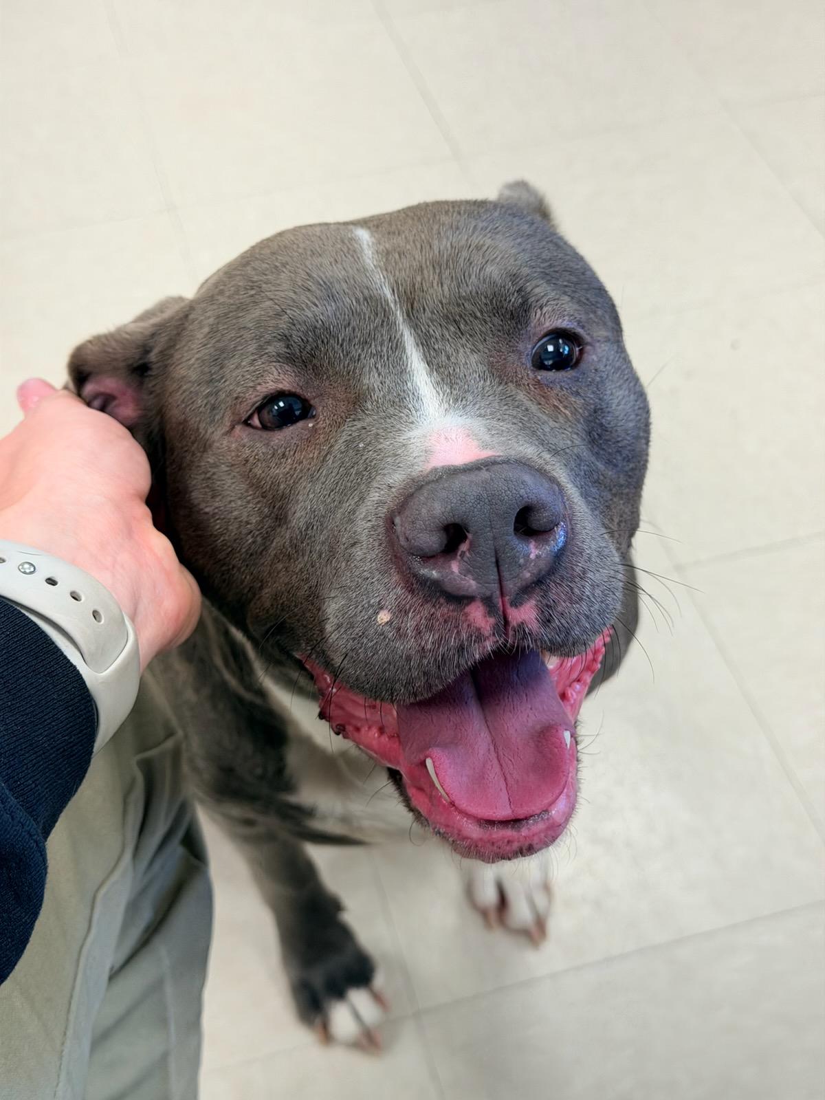 Enlarge Calla , a ADOPTABLE Pit Bull Terrier in Clayton, NJ image 2/2