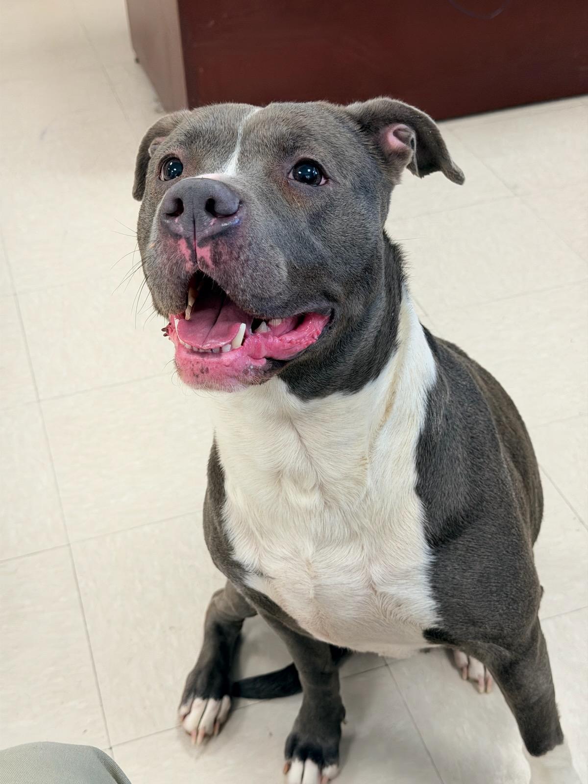 Enlarge Calla , a ADOPTABLE Pit Bull Terrier in Clayton, NJ image 1/2