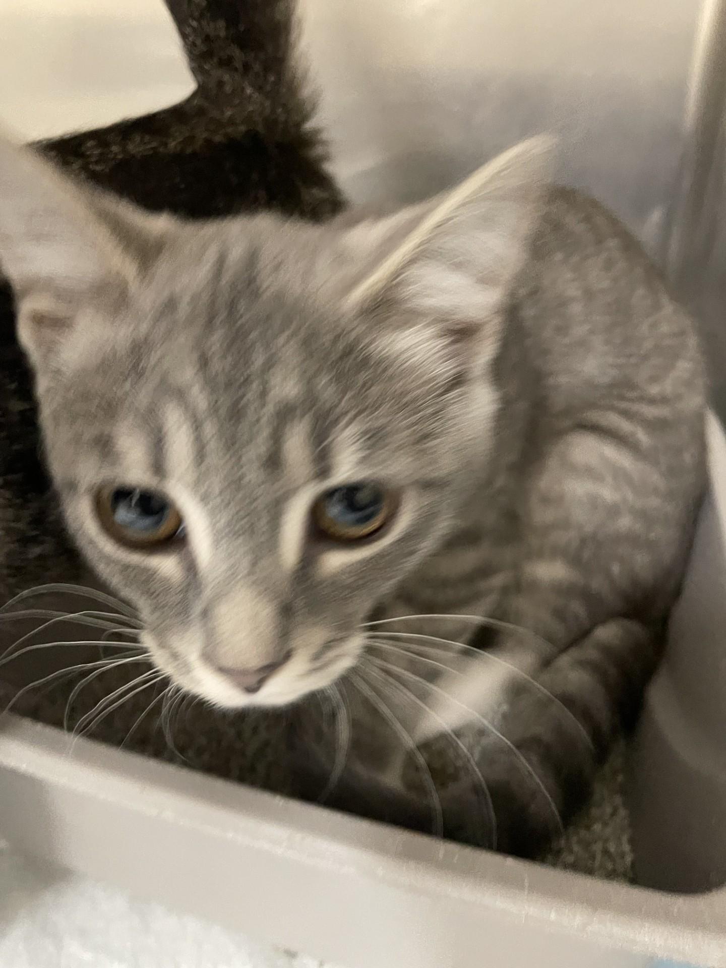 Dior11715A (ADOPTED), an adopted mixed breed in Rocky Mount, NC image 2/2