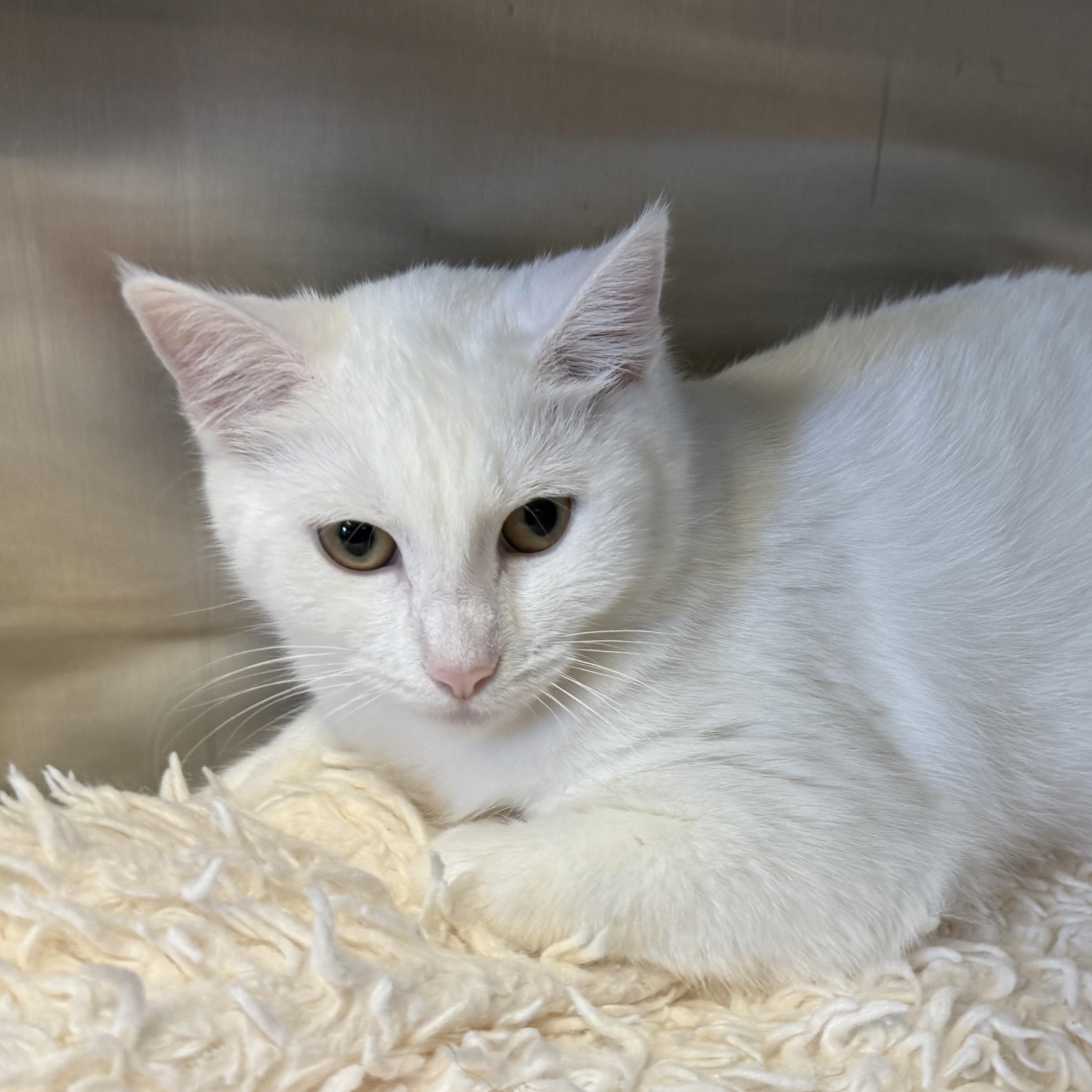 ISABELLE, a Adoptable Domestic Short Hair in La Crescent, MN image 4/4