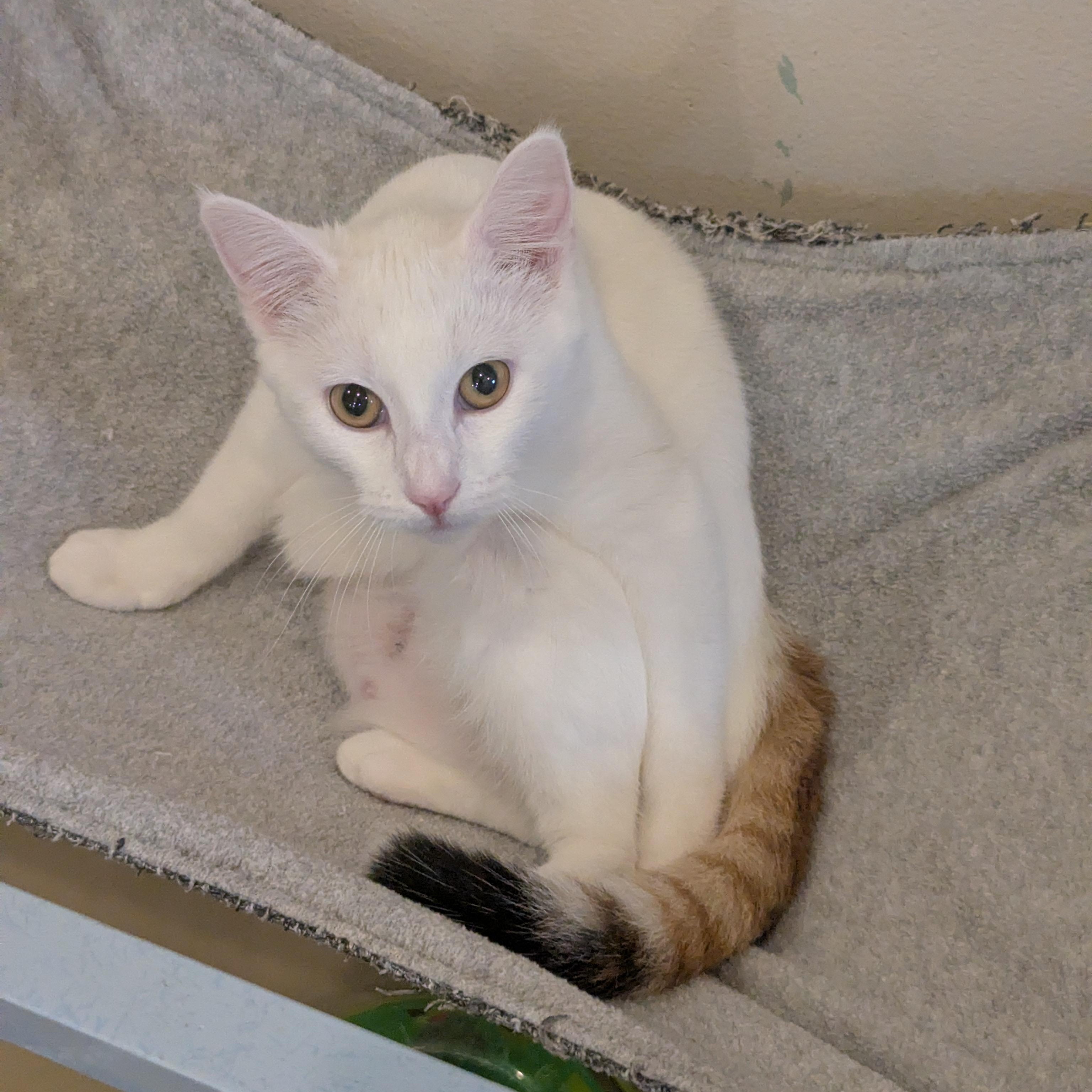 ISABELLE, a Adoptable Domestic Short Hair in La Crescent, MN image 1/4