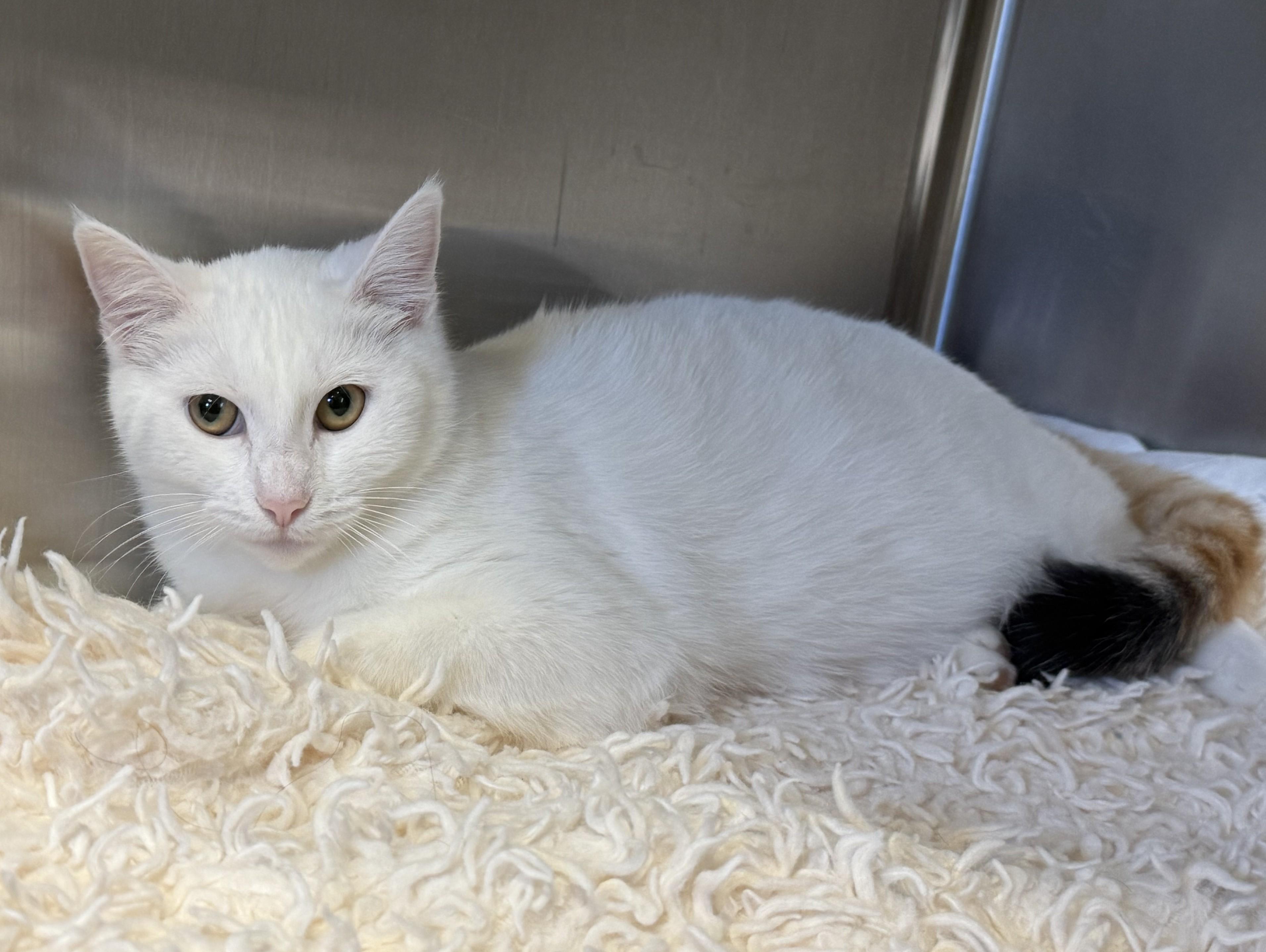 ISABELLE, a Adoptable Domestic Short Hair in La Crescent, MN image 3/4