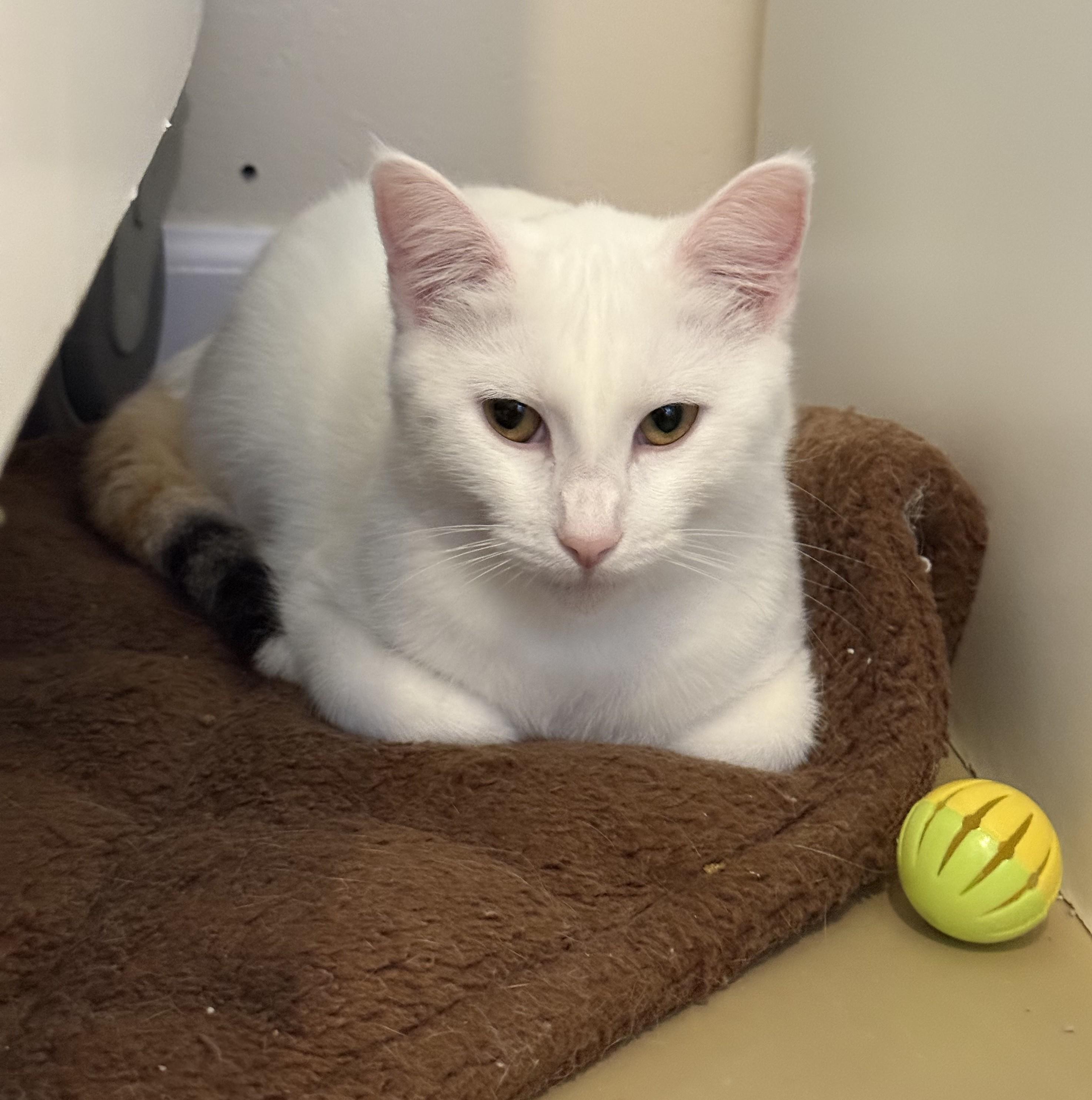 ISABELLE, a Adoptable Domestic Short Hair in La Crescent, MN image 2/4