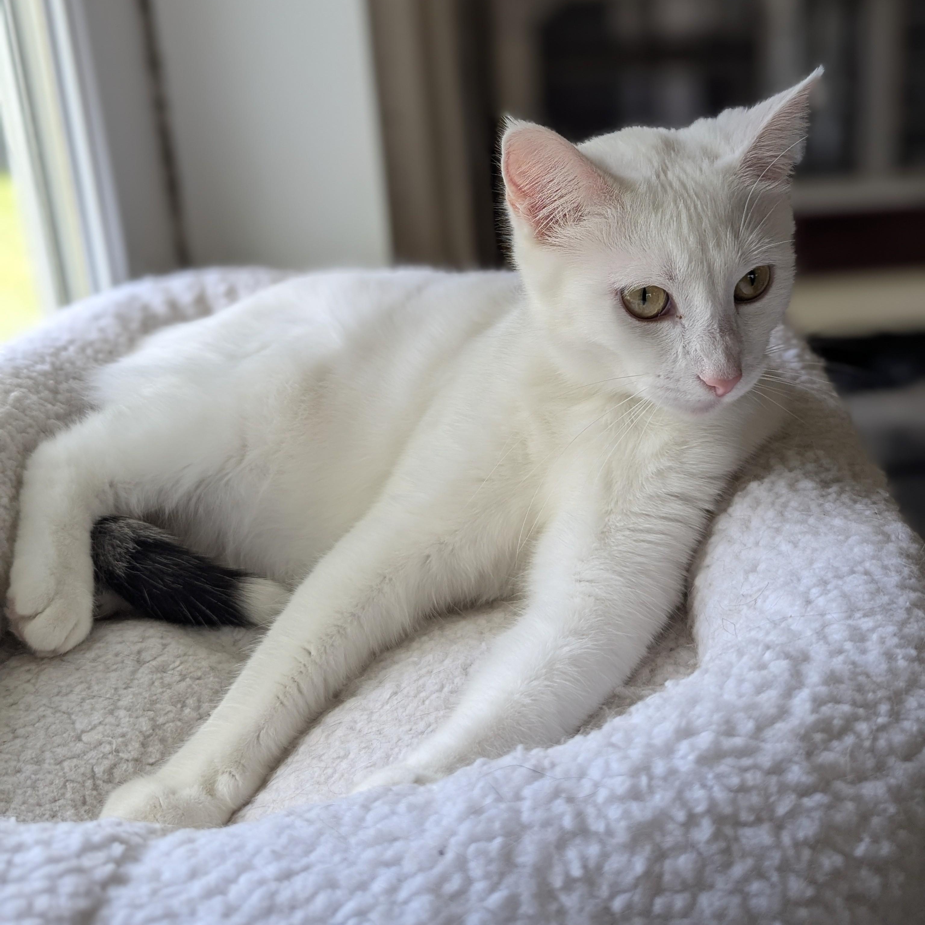 ISABELLE, Adoptable, Young Female Domestic Short Hair.