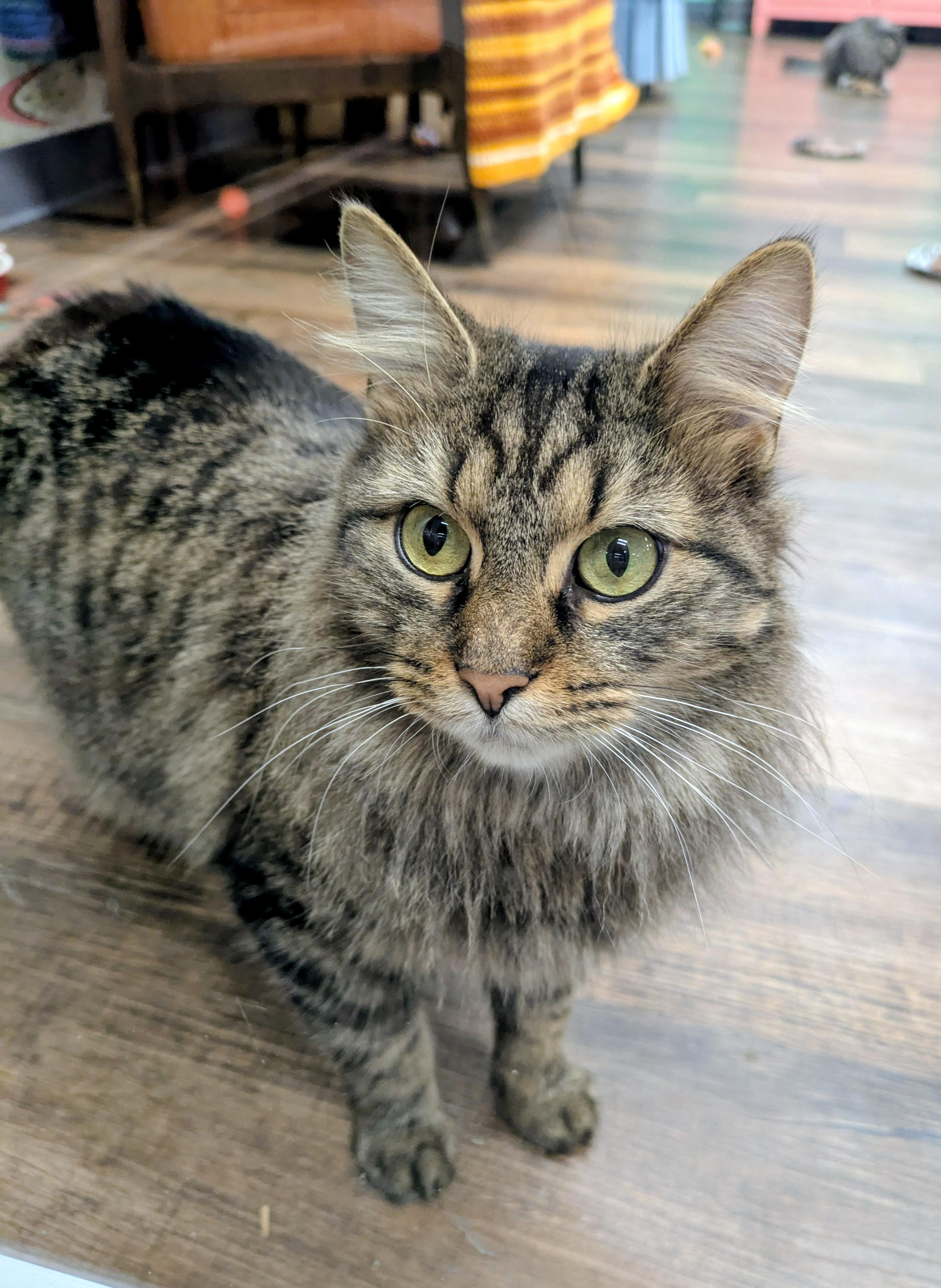 Bella, Adoptable, Adult Female Domestic Long Hair.