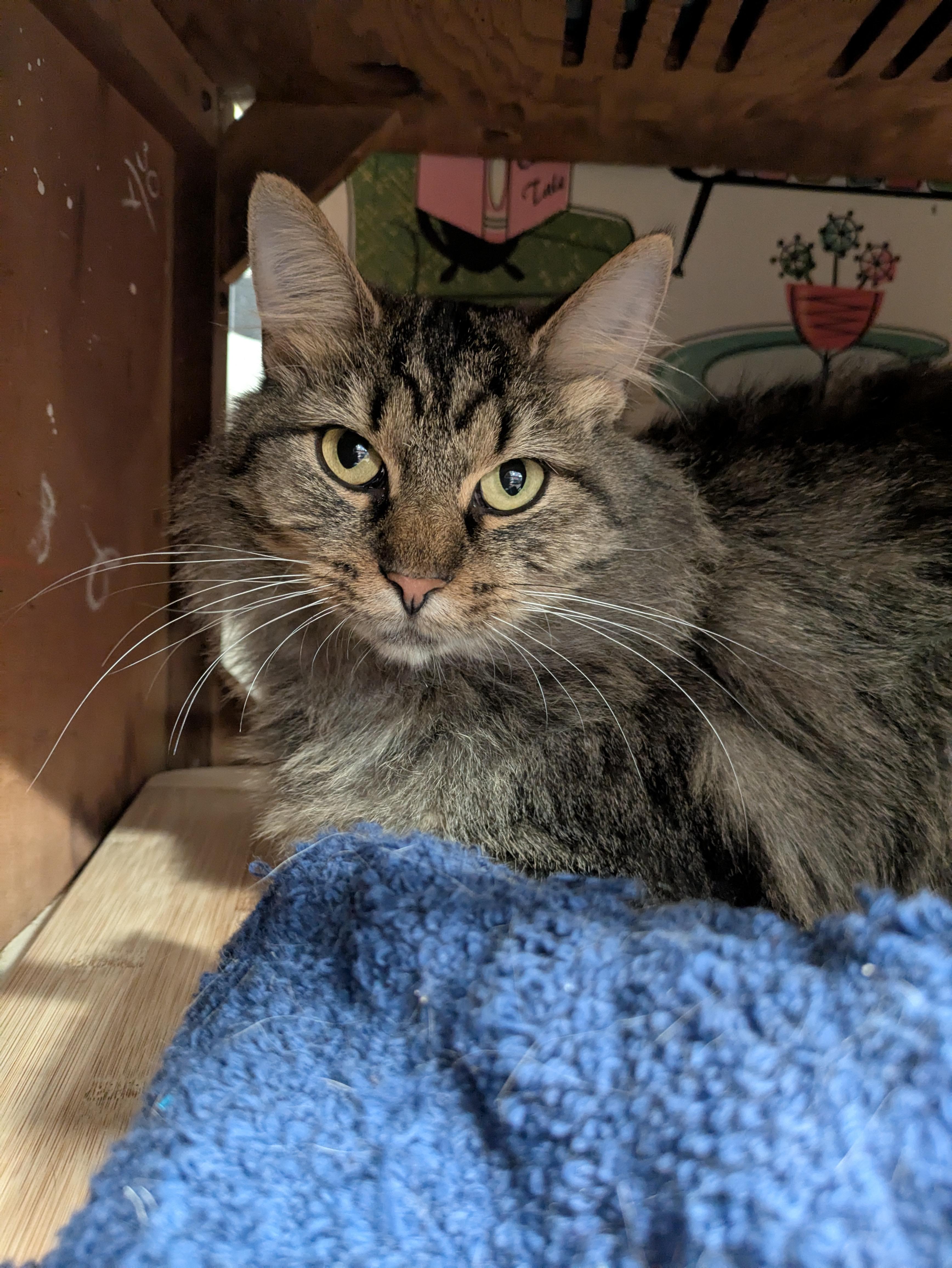 Enlarge Bella, a Adoptable mixed breed in Frederick, MD image 4/4