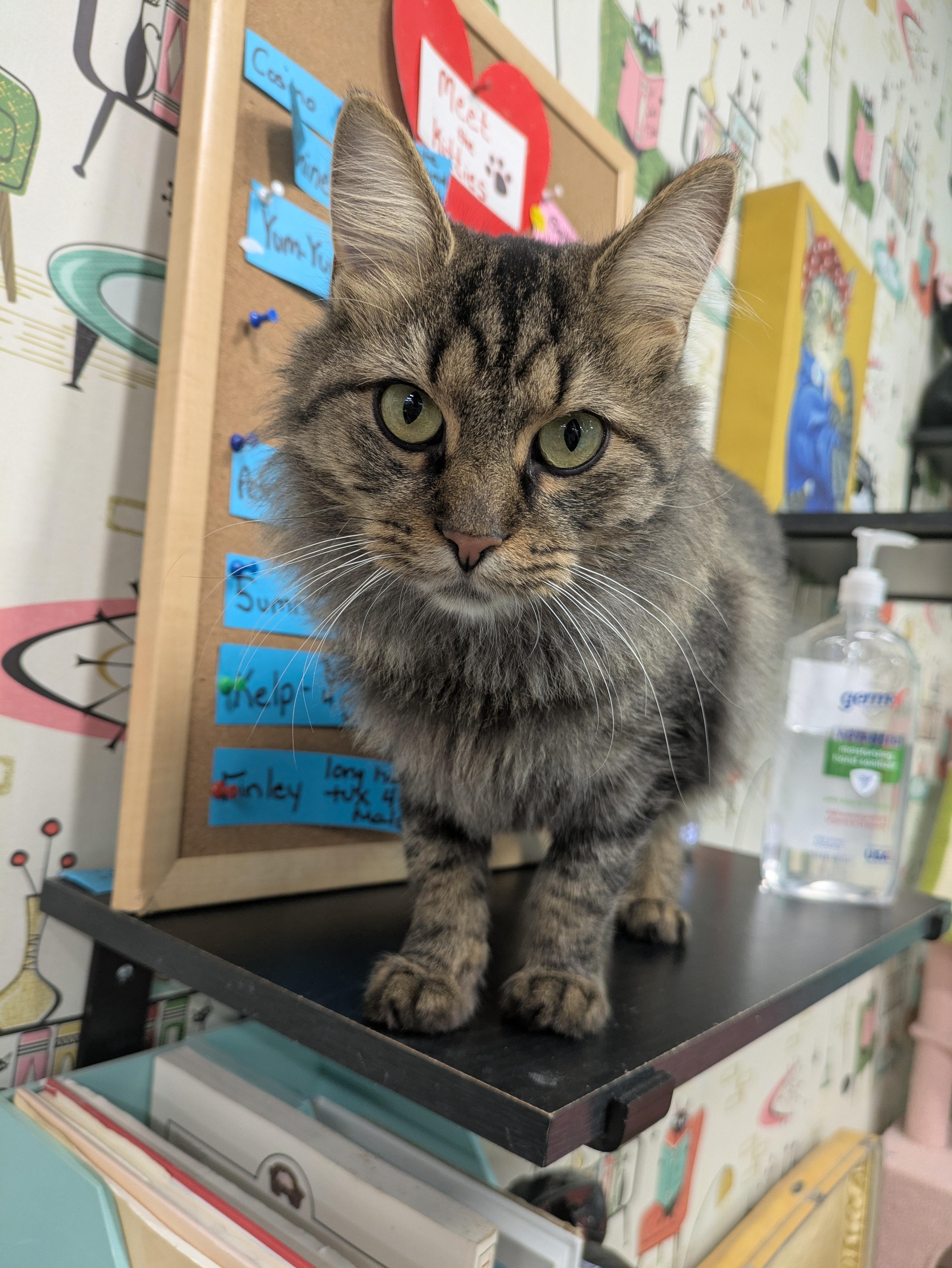 Enlarge Bella, a Adoptable mixed breed in Frederick, MD image 3/4