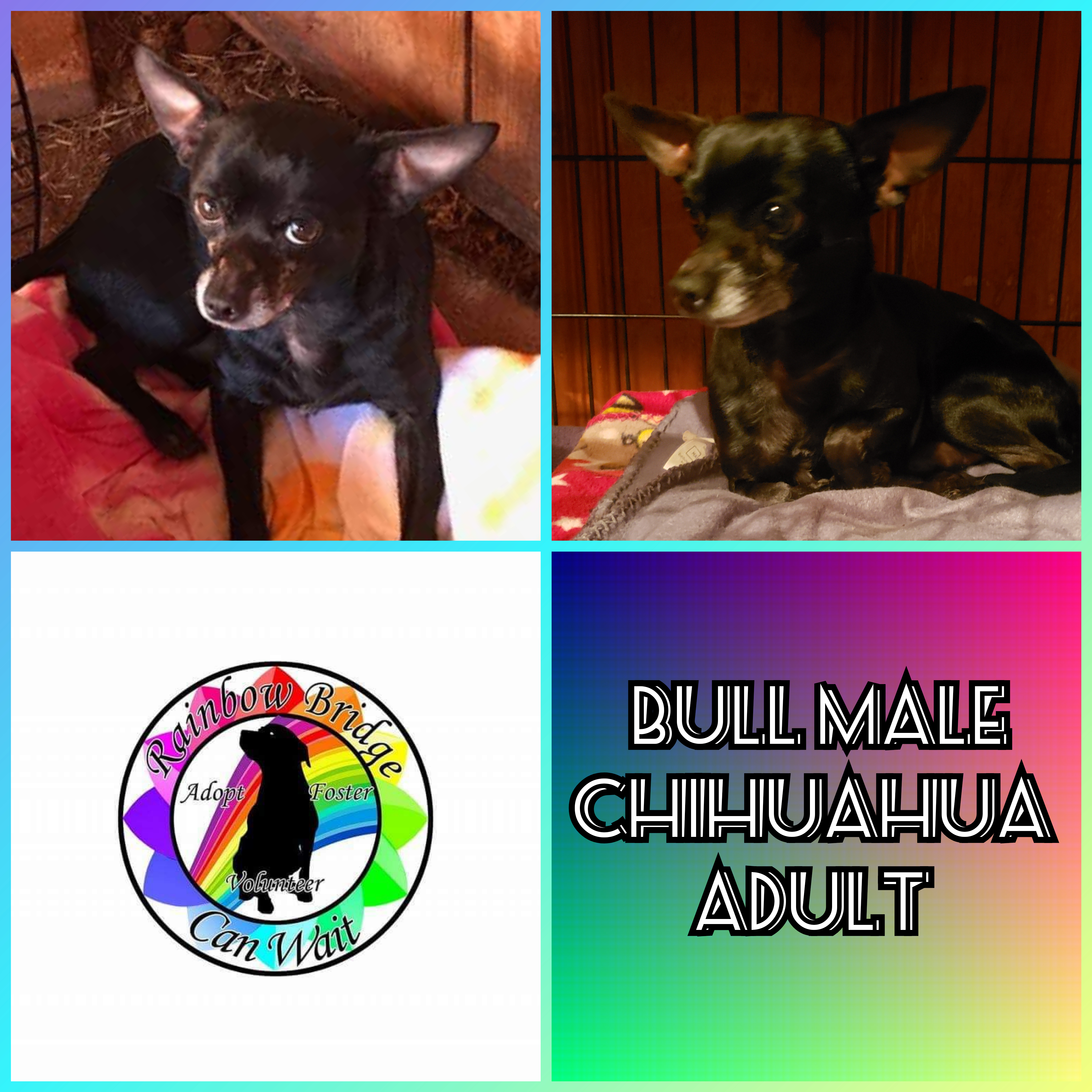 Enlarge Bull, a Adoptable Chihuahua in Carnegie, OK image 1/2