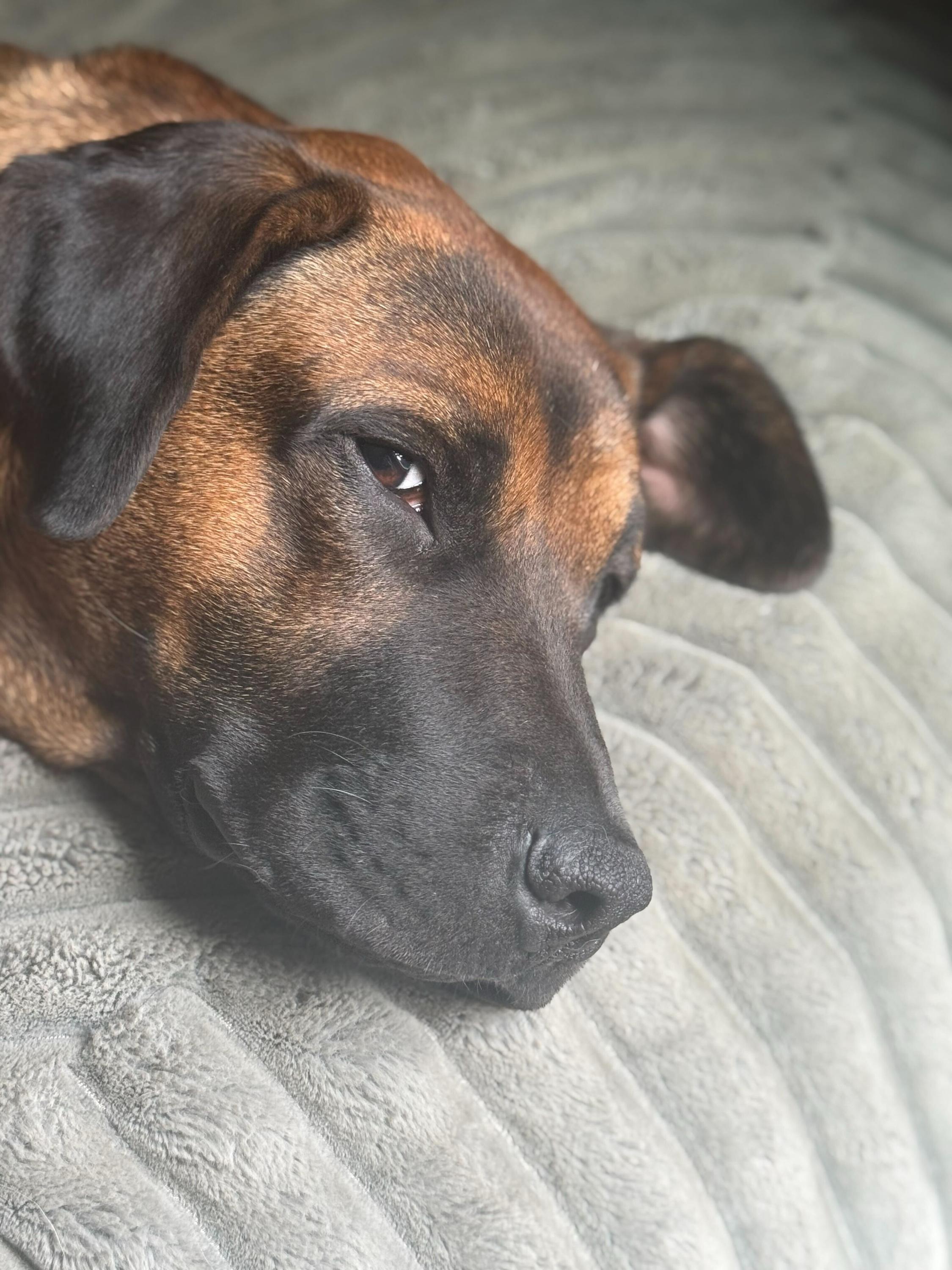 Enlarge Chandler 282, a Adoptable mixed breed in Winder, GA image 2/6