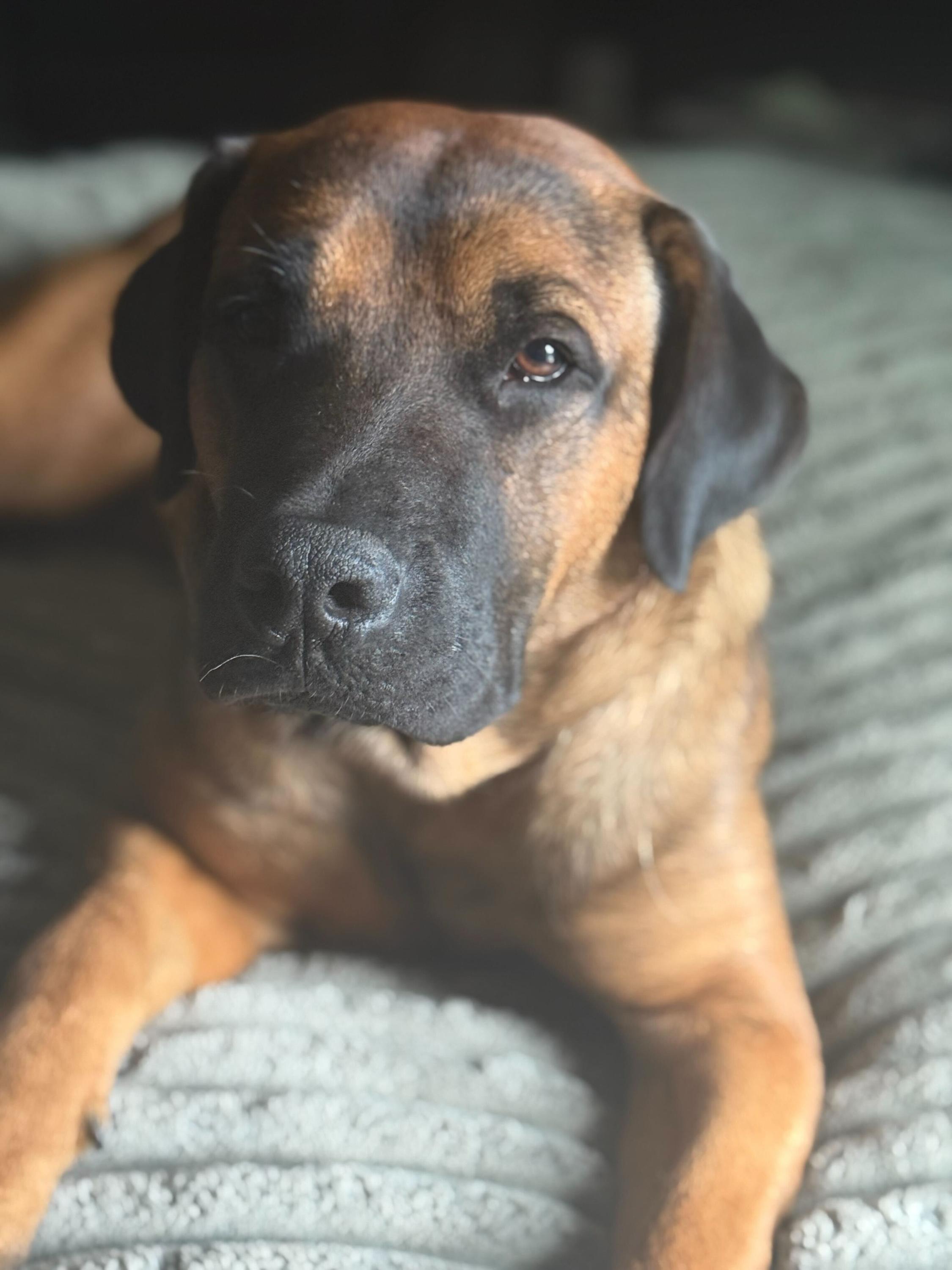 Enlarge Chandler 282, a Adoptable mixed breed in Winder, GA image 3/6