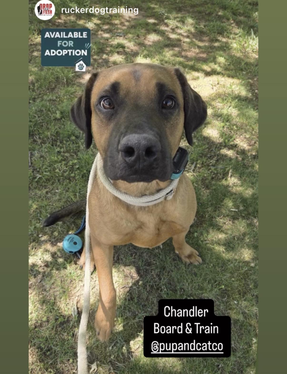 Chandler 282, a Adoptable mixed breed in Winder, GA image 4/4
