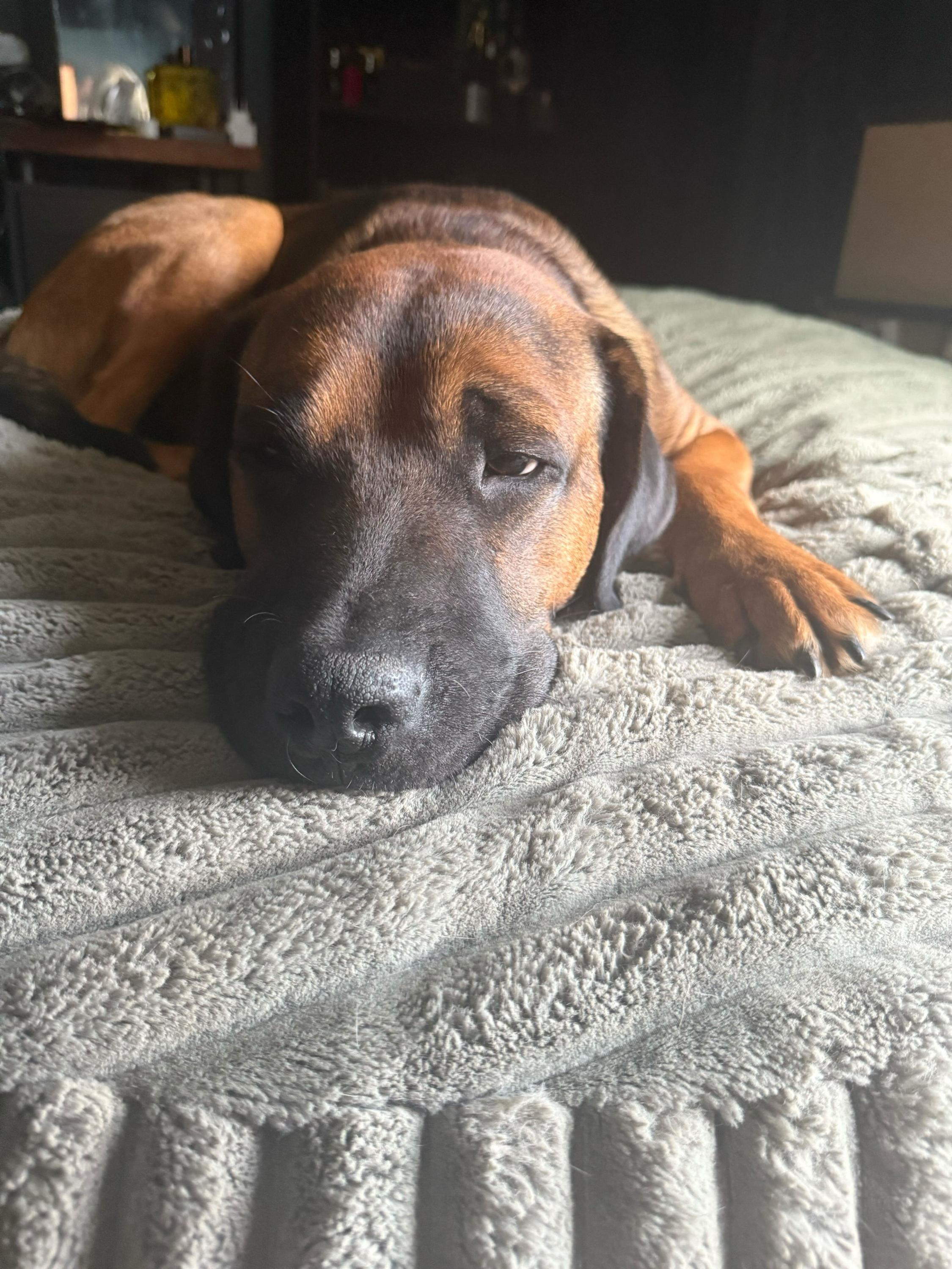 Enlarge Chandler 282, a Adoptable mixed breed in Winder, GA image 4/6