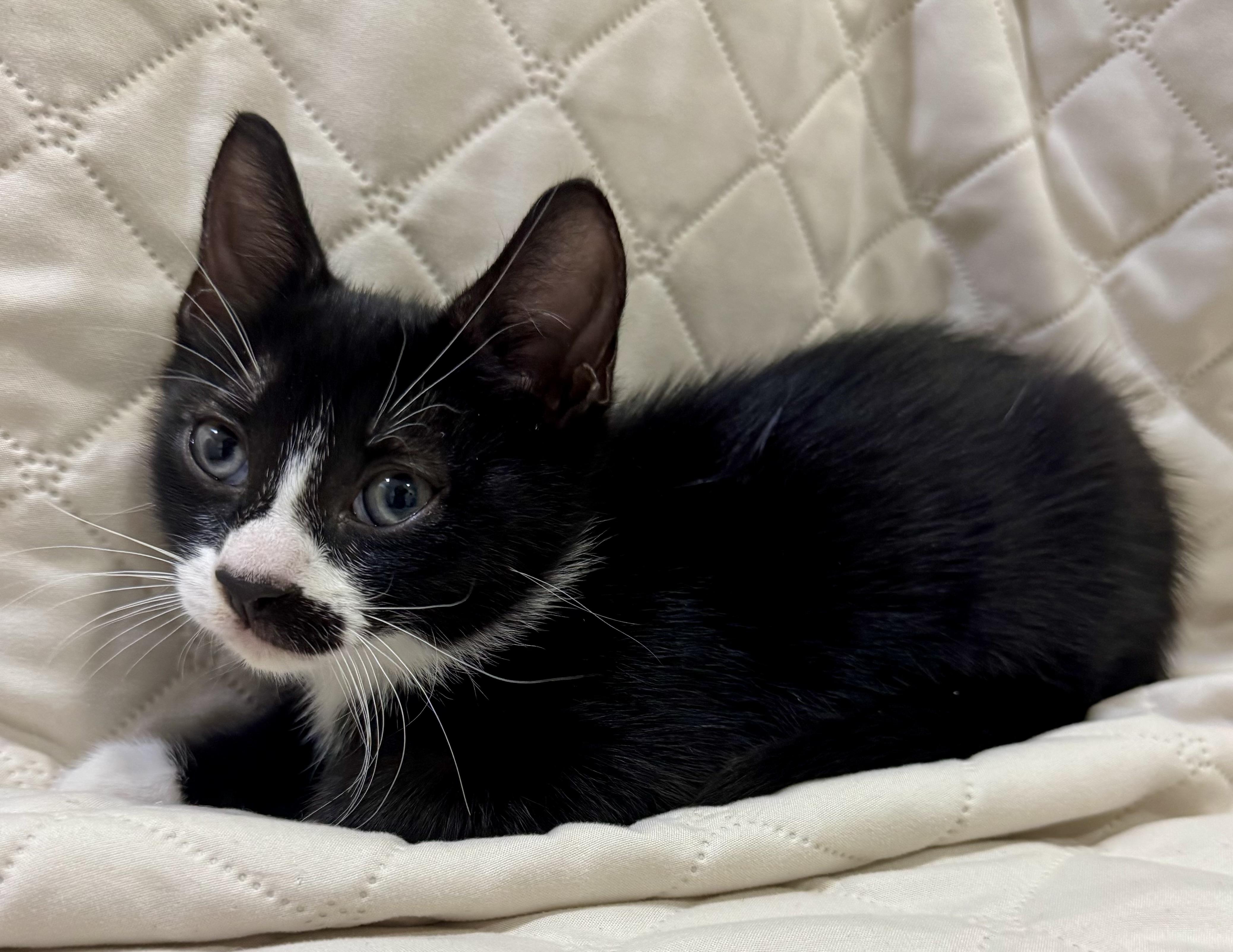 Enlarge Ketchup, an adopted mixed breed in Worcester, MA image 5/6