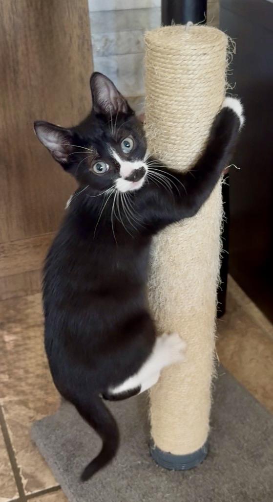 Enlarge Ketchup, an adopted mixed breed in Worcester, MA image 3/6