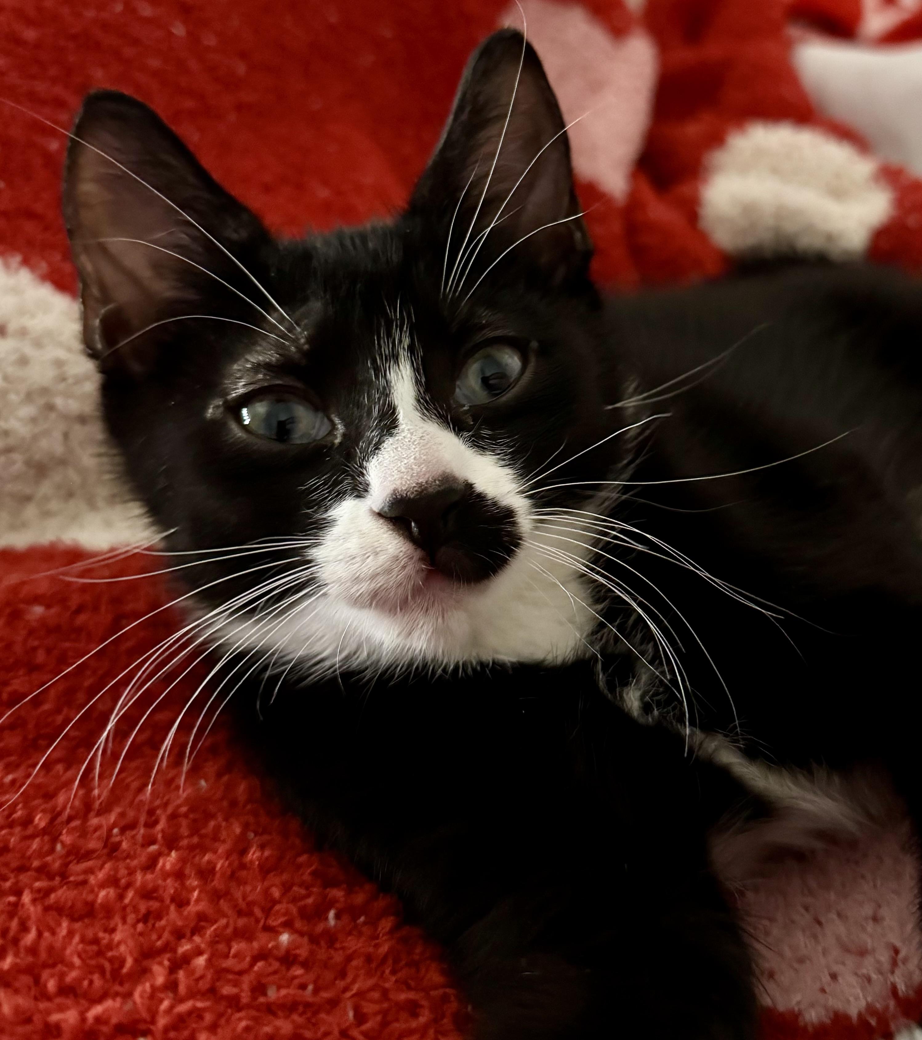 Enlarge Ketchup, an adopted mixed breed in Worcester, MA image 6/6