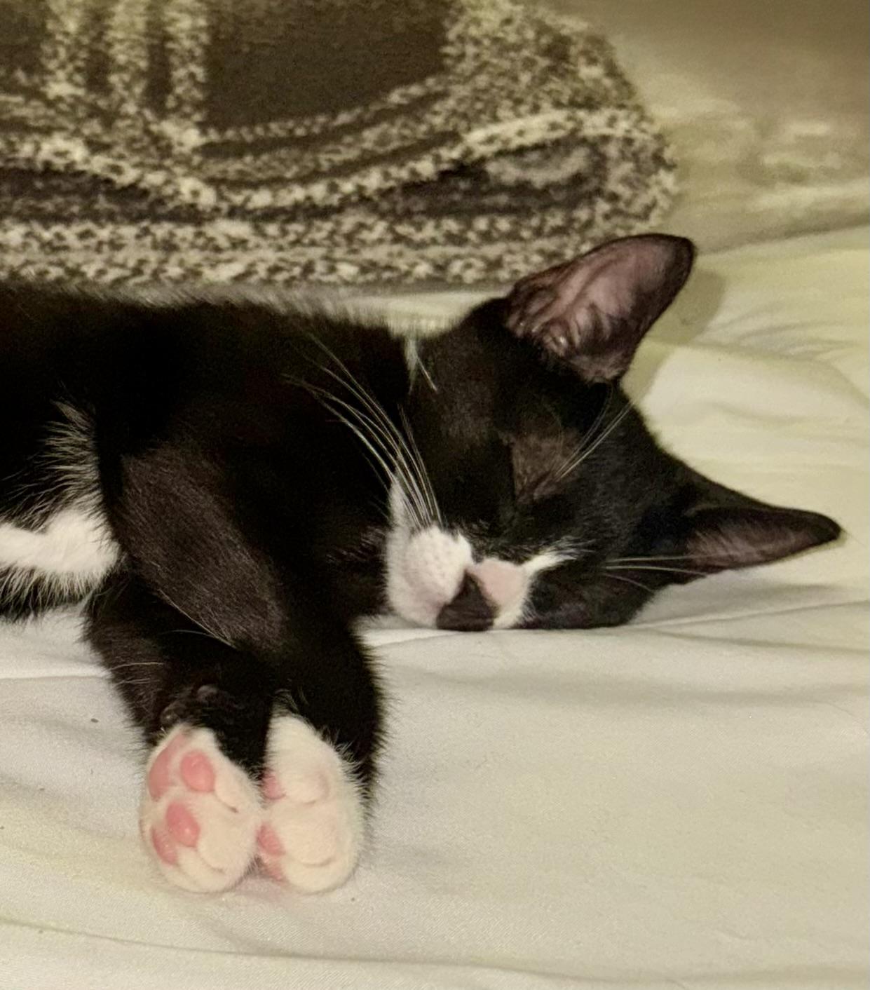 Enlarge Ketchup, an adopted mixed breed in Worcester, MA image 2/6